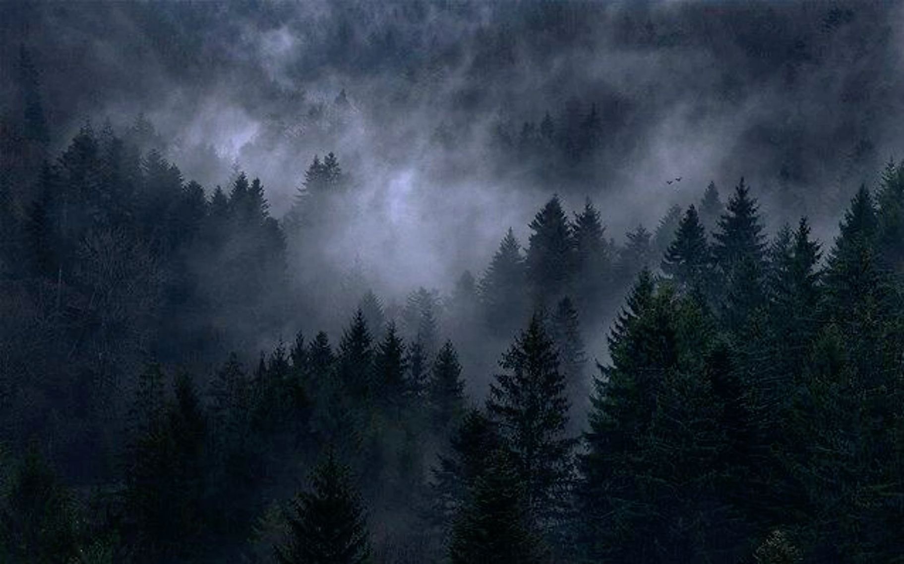 A dense forest with tall trees and a cloudy, foggy sky.